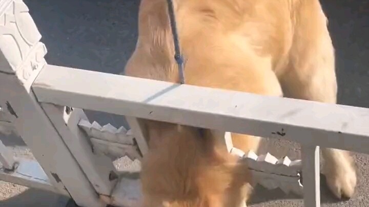 Momen-momen lucu anjing yang bakal bikin kamu ngakak terus 😂