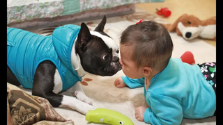 สุนัขและลูก - บอสตันเทอร์เรียที่น่ารักและลูกน้อยเป็นเพื่อนที่ดีที่สุด ใหม่ HD