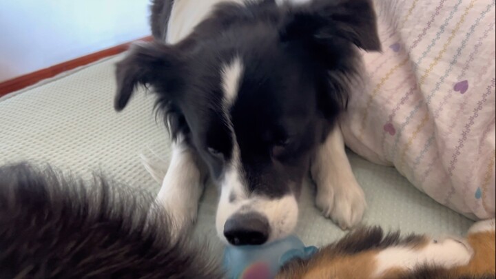 Haha haha, cười quá đà đến nỗi mũi cũng méo luôn rồi!