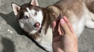 Just for a mouthful of food, the husky goes all out to show off its acting skills!