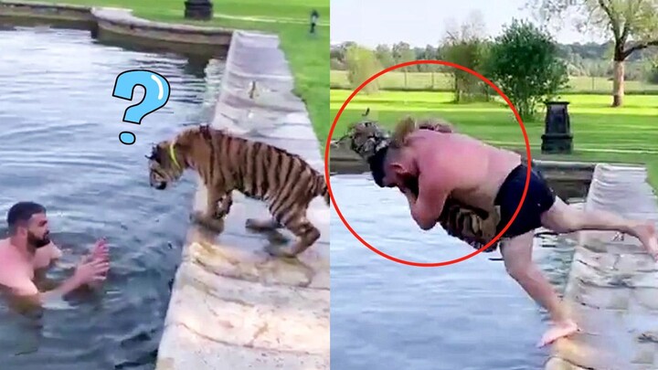 The little tiger doesn’t dare to jump into the water—Russians say, “Let me give you a hand!”