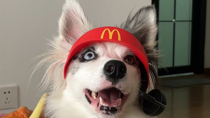 The puppy went to work at McDonald’s.