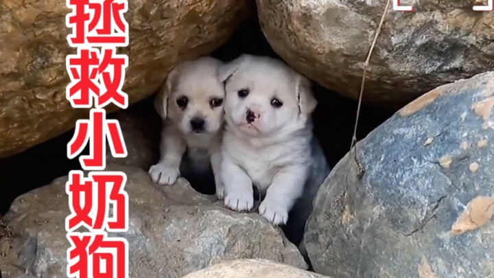 Vì sao chú chó lại bị chủ nhân nhẫn tâm bỏ rơi? Rốt cuộc là có dụng ý gì!