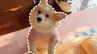 You'll never guess where the puppy will pop up next!