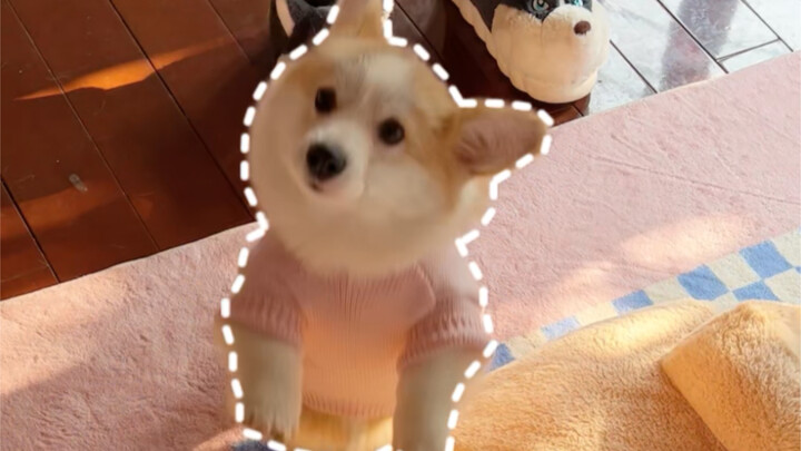 คุณเดาไม่ได้เลยว่าในวินาทีต่อไปน้องหมาจะปรากฏตัวที่ไหน