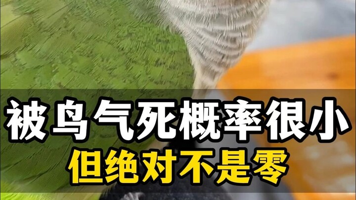 When a monk parakeet bites you, absolutely don’t let out a loud “Ahh!” or it’ll learn to mimic your 