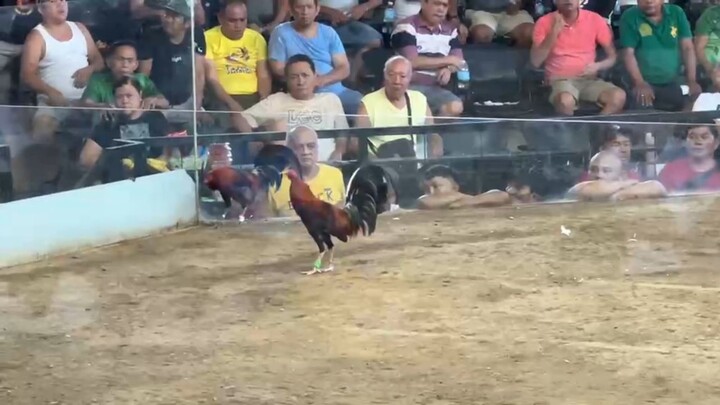 1-23-2025 2nd fight (WIN) 3cock derby @ GRAND TEJEROS COCKPIT ARENA