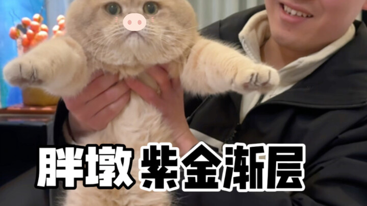 Dịch vụ tắm cho mèo tại nhà ở Thành Đô: Sao dạo này mèo béo ngày càng nhiều vậy!