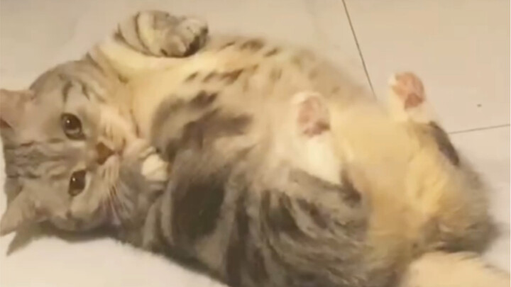 Không sao, tôi sẽ tự nằm xuống sàn để hạ nhiệt đây.