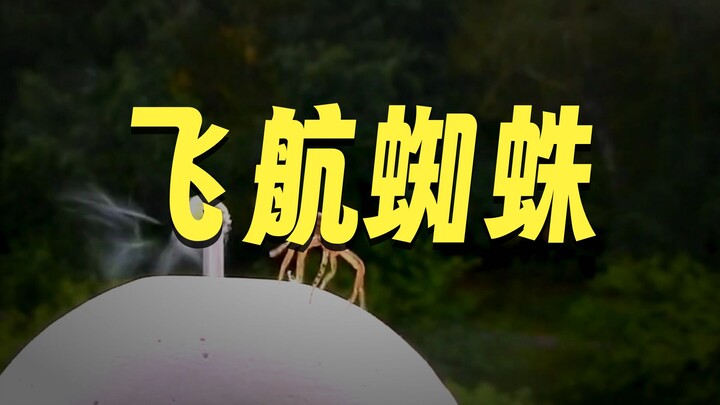 “Phi hành” là phương thức di cư đường dài của loài nhện