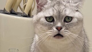 Berikut ini adalah tindak lanjut dari testis palsu kucing saya