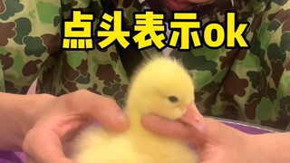 Taking the little goose for a grooming session—never expected it would look so cute after getting dr