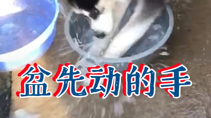 Husky: Kok kualitas pot ini jelek banget?