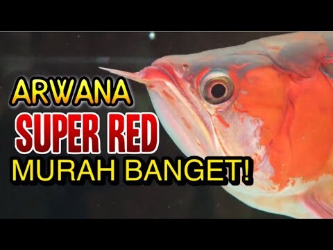 JUAL ARWANA SUPER RED MURAH BANGET DI JAKARTA BARAT!!!SURGA BAGI PENCINTA ARWANA