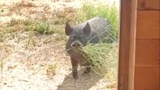 Before giving birth, the pig carefully gathered wild flowers and herbs.