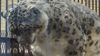 ［Cẩn thận khi xem］Báo tuyết phô mai! Báo tuyết lớn nuốt lông mèo!