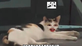 猫：这么整是吧？