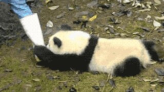 熊猫是凭实力濒危的