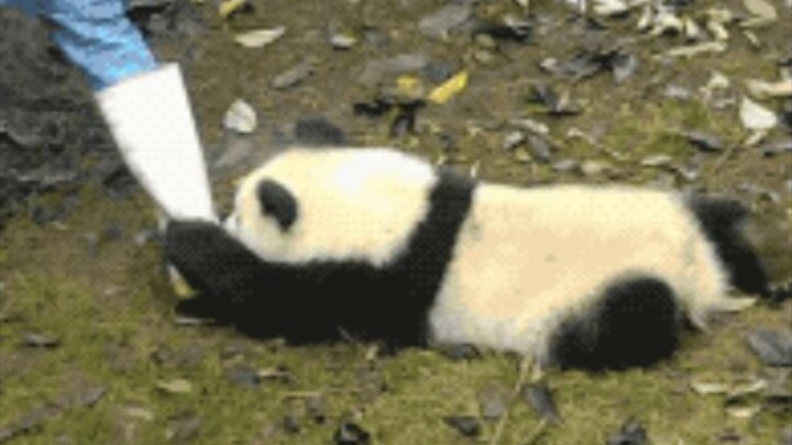 Pandas are endangered due to their strength