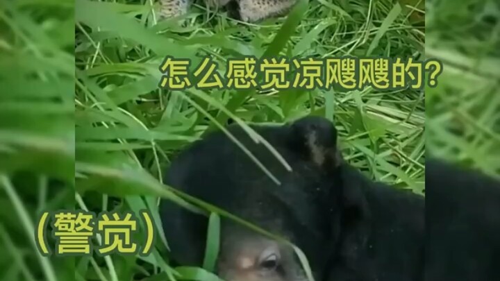 ปฏิกิริยาของเจ้าหมีน้อยหลังโดนโจมตี ฮ่าๆ ขำเกินไปแล้ว!