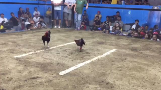 Silang Cockpit Arena January 9 2024 Using My immortal hatch 2nd fight Win.