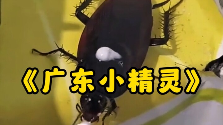 الفيلم الوثائقي الضخم «الجنّي الصغير من قوانغدونغ»