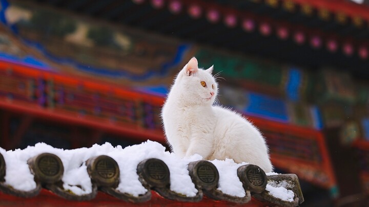 A newbie's first encounter with the snow in the capital city—dreamlike and magical, enjoying every m