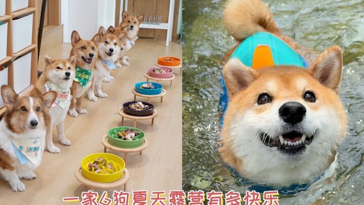 How happy is it to go camping with a family of 6 dogs in the summer? A day for the puppies to swim