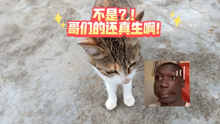 Mấy tháng trước, chú mèo Hakimi bỗng dưng lẻn vào nhà tôi ăn uống thả ga, rồi ở quê sinh cho tôi ba 