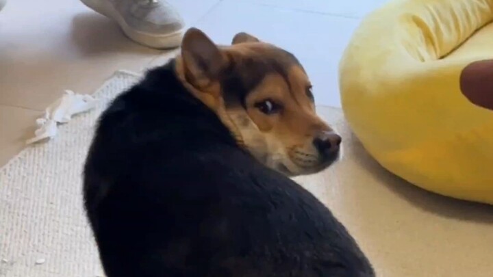 Chó con: “Wa da xi, lại sống thêm một ngày nữa～”