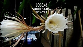 "سوف تكون محظوظًا جدًا إذا دعوتني لمشاهدة الزهور تتفتح~"