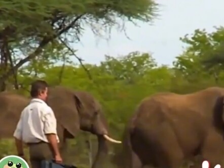 ⚡ Push the Limits! Epic Filming of a Gigantic Owl That’ll Blow Your Mind