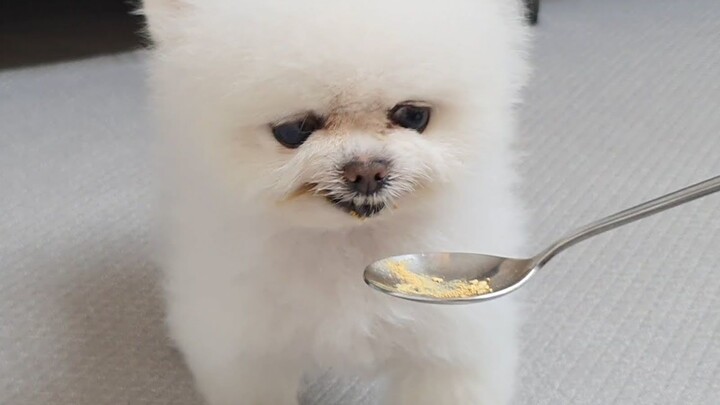 Bo and Mei suffer, but the dog says, “No way!”