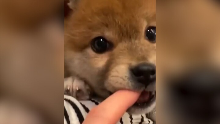 ความน่ารักของคุณโผล่มาแล้ว!