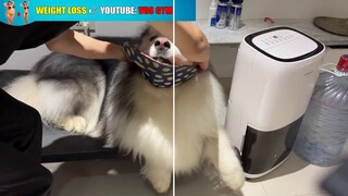 Vệ sinh cho Alaska thật tốt để tránh bệnh trên da 🥰🥰.