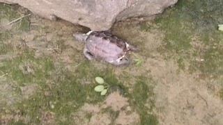 Releasing life is an exceptionally virtuous practice; may all boundless blessings be dedicated [to o