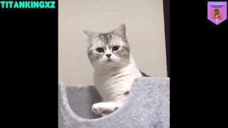 Nhìn là xì 10 nghìn ra #petlove