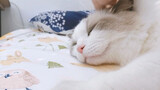 [Ragdoll] Dia adalah kucing lucu yang suka mendengkur dan menjilat~