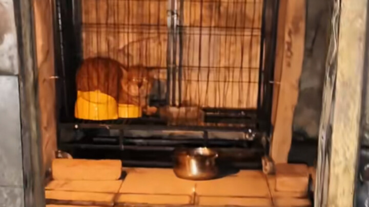 Đại Cát Bá Đạo 56