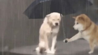 Being a Dog Should Be More Cool