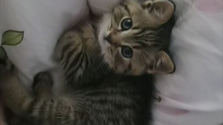 แค่หมอนกอดรูปแมวน่ารักเท่านั้นเอง