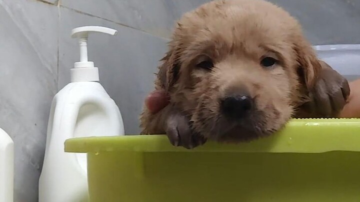 Mandi pertama dalam hidup si anjing, dan aku yang ngurusin sendiri!