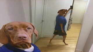 Funniest Animals Videos 2023 😹 Try Not To Laugh Funny Dogs And Cats