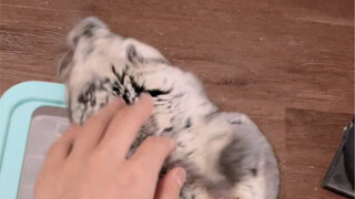 Chú chinchilla nhỏ đang lo lắng vì không được tắm