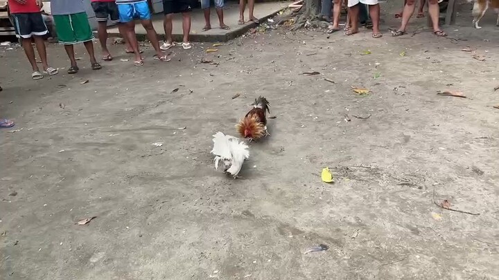 2nd  fight kaliwa ibabaw tahid