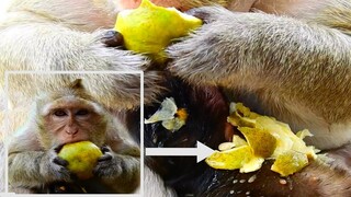 MY GOD!!, BABY MONKEY SLEEP DOESN'T KNOW WHAT HAPPEN TO HER, BRINN HUNGRY TILL EAT ORANGE LIKE THIS