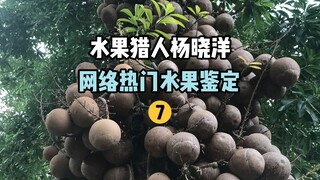 【صائد الفواكه】تحديد الفواكه الشائعة على الإنترنت 7