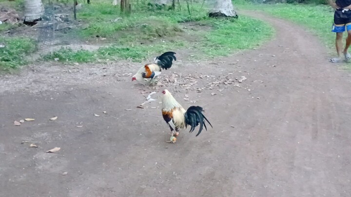 sparring Muna natin 🐓