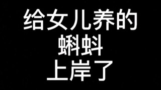 Kecebong hitam yang dulu sering kita lihat saat kecil sebenarnya adalah katak jengkal.