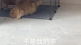 这猫是水做的嘛？这都出的来